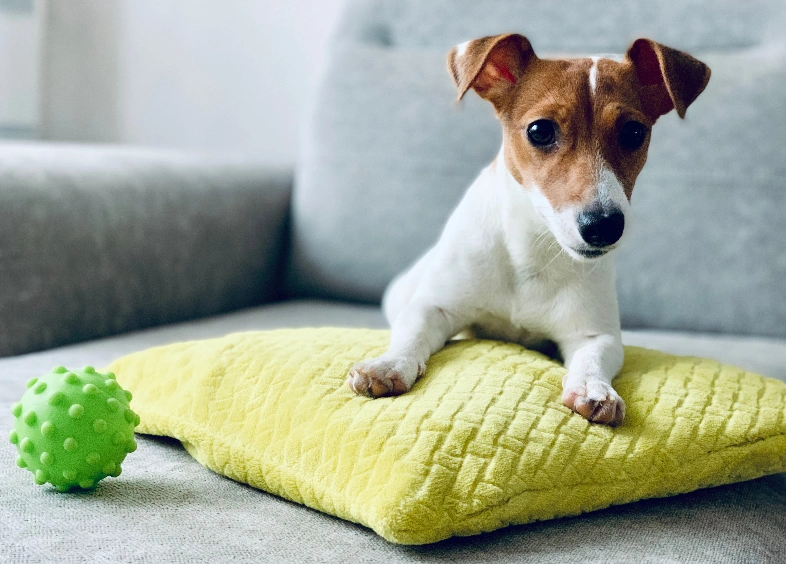 A Jack Russell Terrier dog laid on a yellow pillow on a grey couch. A green squeaky ball toy can be seen next to the pillow.