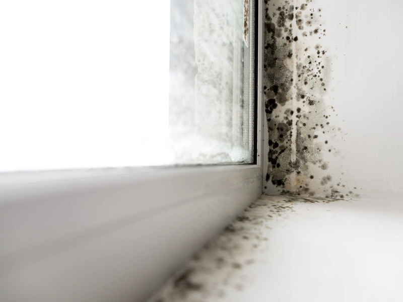 Close up of window sill with mould around window frame.